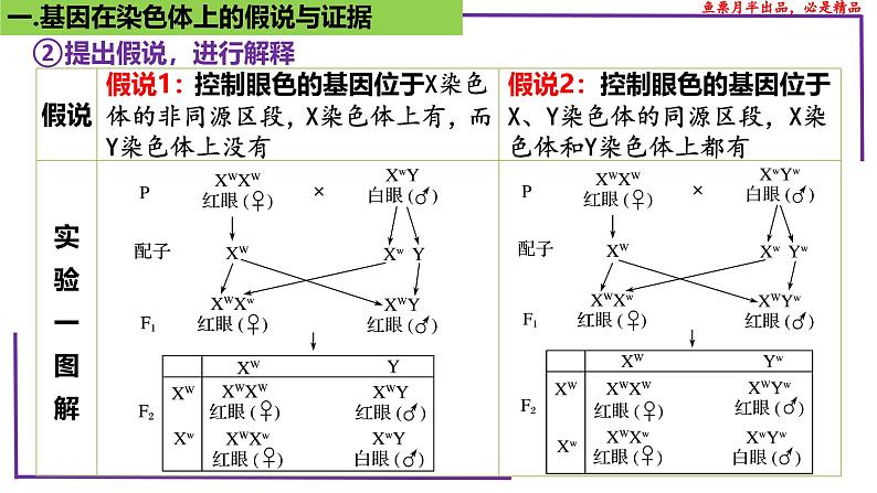 （新人教版）新高考生物一轮复习精讲课件35 基因在染色体上（含答案）第8页