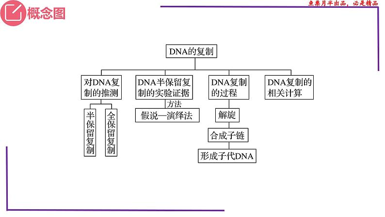 （新人教版）新高考生物一轮复习精讲课件41 DNA分子的复制（含答案）第3页