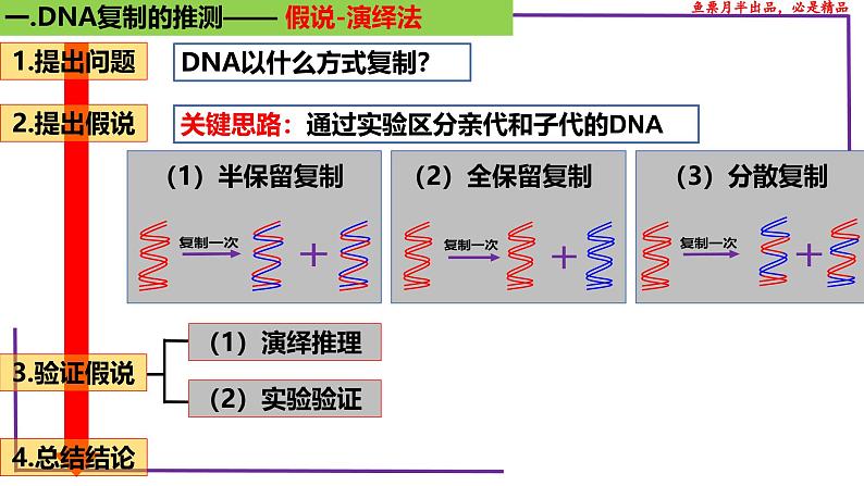 （新人教版）新高考生物一轮复习精讲课件41 DNA分子的复制（含答案）第4页