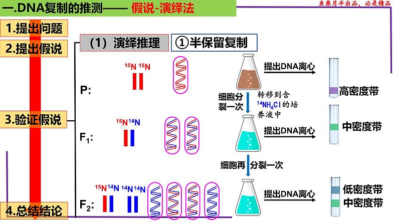 （新人教版）新高考生物一轮复习精讲课件41 DNA分子的复制（含答案）第6页