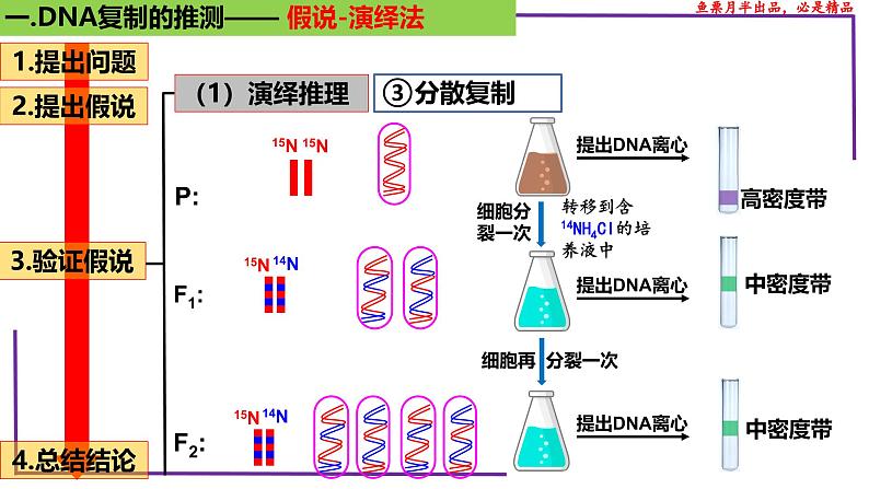 （新人教版）新高考生物一轮复习精讲课件41 DNA分子的复制（含答案）第8页