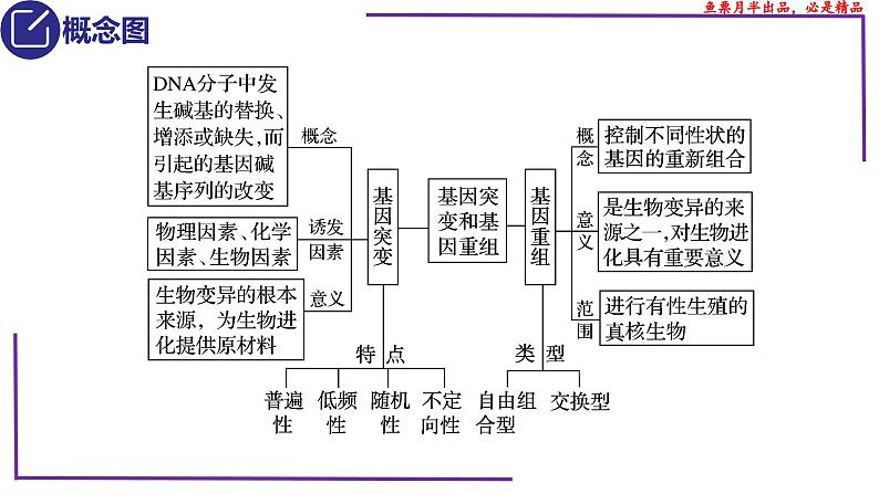 （新人教版）新高考生物一轮复习精讲课件44基因突变和基因重组（含答案）第3页