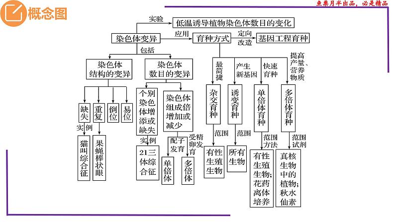 （新人教版）新高考生物一轮复习精讲课件45染色体变异（含答案）第3页