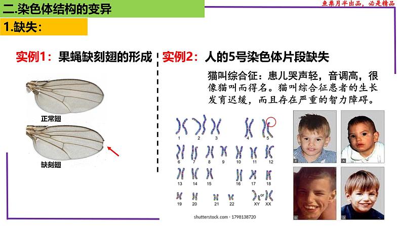 （新人教版）新高考生物一轮复习精讲课件45染色体变异（含答案）第8页