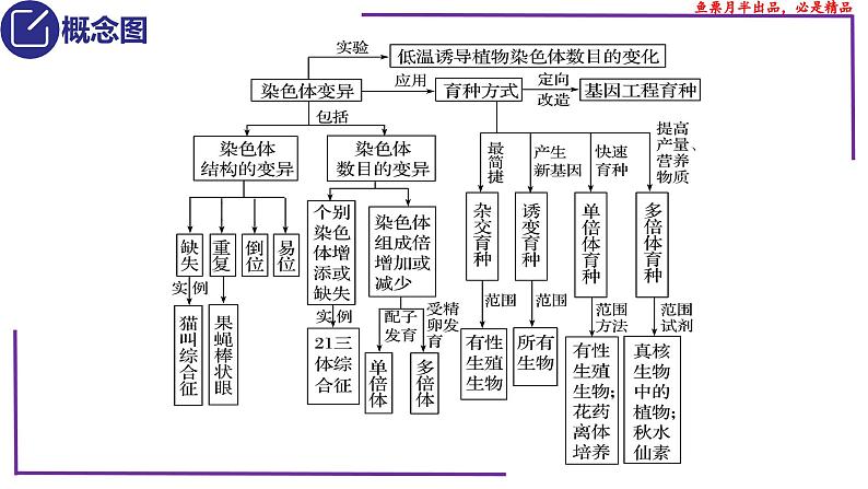 （新人教版）新高考生物一轮复习精讲课件46变异在育种上的应用（含答案）03