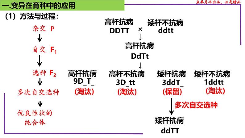 （新人教版）新高考生物一轮复习精讲课件46变异在育种上的应用（含答案）07