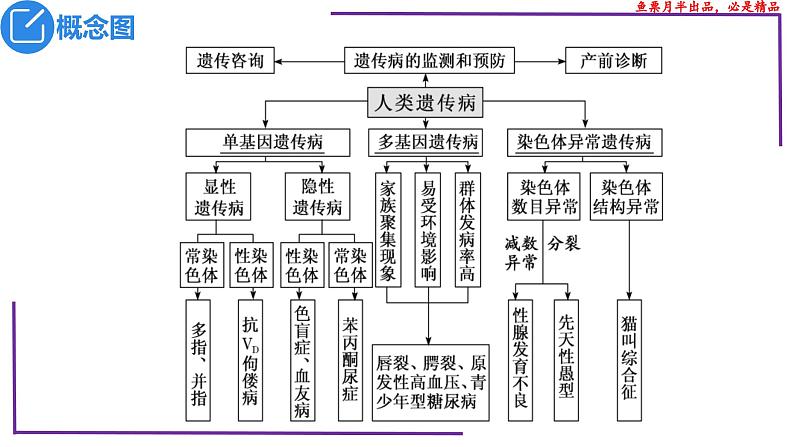 （新人教版）新高考生物一轮复习精讲课件47人类遗传病（含答案）第3页