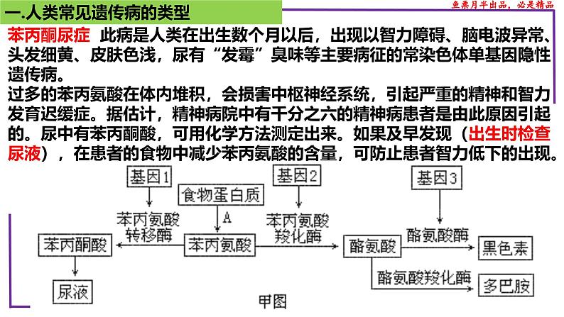 （新人教版）新高考生物一轮复习精讲课件47人类遗传病（含答案）第7页