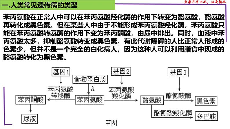 （新人教版）新高考生物一轮复习精讲课件47人类遗传病（含答案）第8页