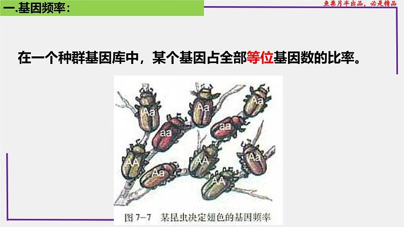 （新人教版）新高考生物一轮复习精讲课件49种群基因频率的计算（含答案）第4页