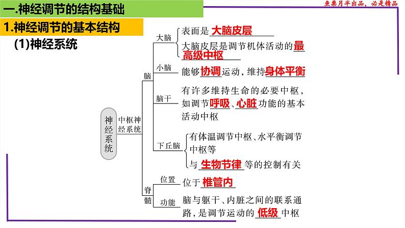 （新人教版）新高考生物一轮复习精讲课件51神经调节的结构基础（含答案）第4页