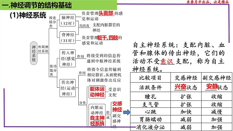 （新人教版）新高考生物一轮复习精讲课件51神经调节的结构基础（含答案）第5页