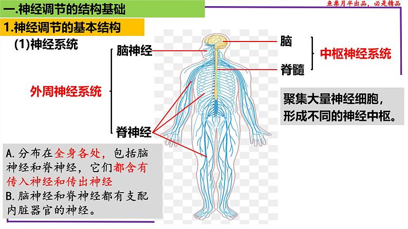 （新人教版）新高考生物一轮复习精讲课件51神经调节的结构基础（含答案）第6页