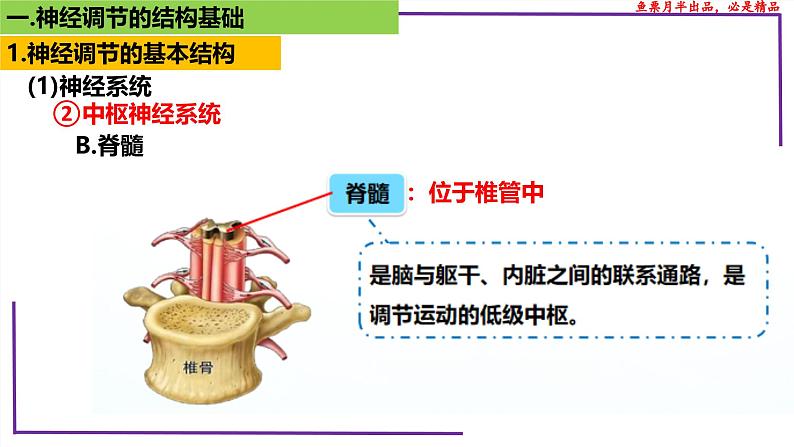 （新人教版）新高考生物一轮复习精讲课件51神经调节的结构基础（含答案）第8页