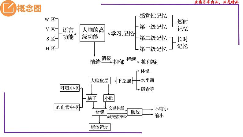 （新人教版）新高考生物一轮复习精讲课件53神经系统的分级调节及人脑的高级功能（含答案）03