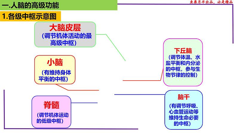 （新人教版）新高考生物一轮复习精讲课件53神经系统的分级调节及人脑的高级功能（含答案）04