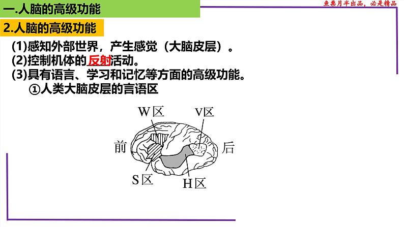 （新人教版）新高考生物一轮复习精讲课件53神经系统的分级调节及人脑的高级功能（含答案）05