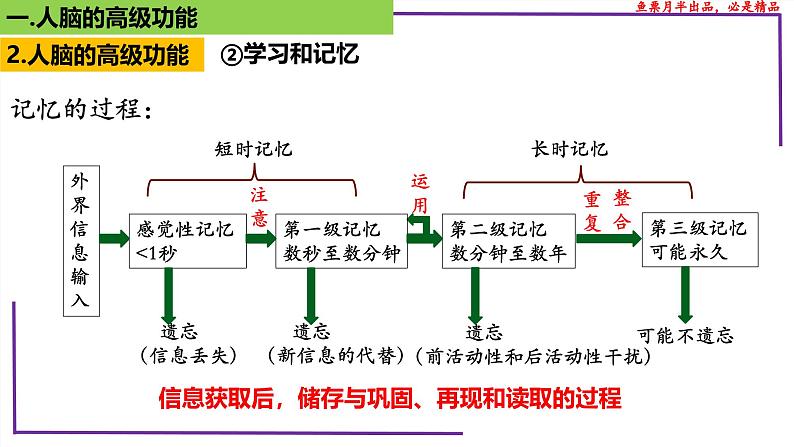 （新人教版）新高考生物一轮复习精讲课件53神经系统的分级调节及人脑的高级功能（含答案）07