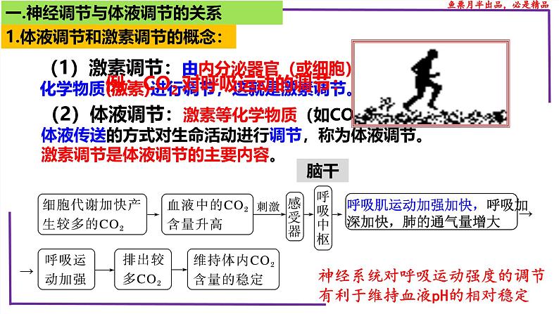 （新人教版）新高考生物一轮复习精讲课件57体液调节与神经调节关系（含答案）第4页