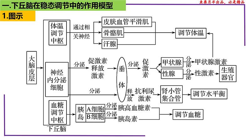 （新人教版）新高考生物一轮复习精讲课件58动物生命活动调节模型的构建和分析（含答案）04