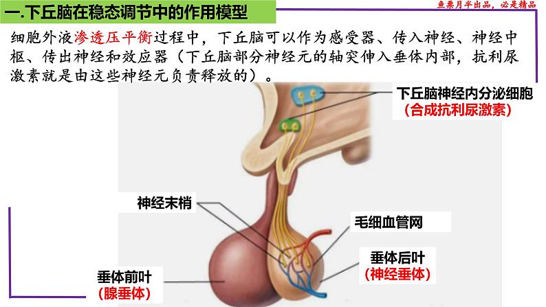 （新人教版）新高考生物一轮复习精讲课件58动物生命活动调节模型的构建和分析（含答案）06