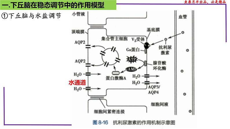 （新人教版）新高考生物一轮复习精讲课件58动物生命活动调节模型的构建和分析（含答案）07