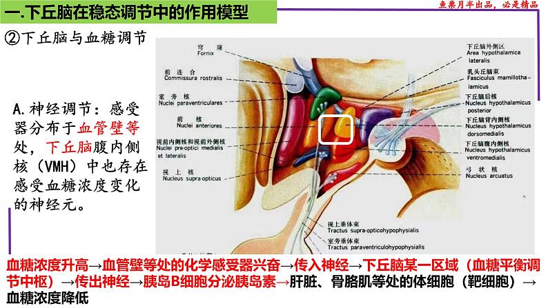 （新人教版）新高考生物一轮复习精讲课件58动物生命活动调节模型的构建和分析（含答案）08