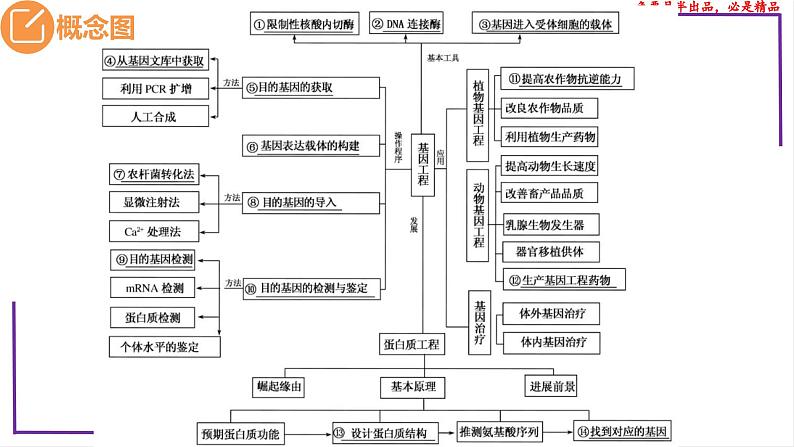 （新人教版）新高考生物一轮复习精讲课件82 DNA的粗提取与DNA片段的扩增和电泳鉴定（含答案）第3页