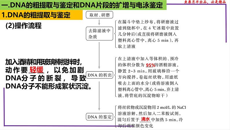 （新人教版）新高考生物一轮复习精讲课件82 DNA的粗提取与DNA片段的扩增和电泳鉴定（含答案）第5页