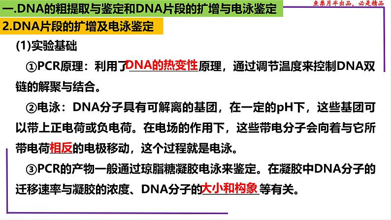 （新人教版）新高考生物一轮复习精讲课件82 DNA的粗提取与DNA片段的扩增和电泳鉴定（含答案）第6页