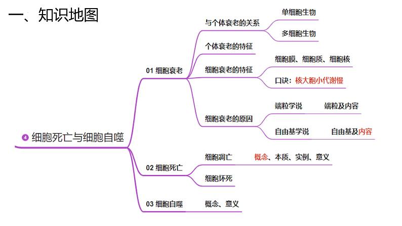 新高考生物二轮复习专题突破课件 04 细胞的生命历程（含答案）第7页