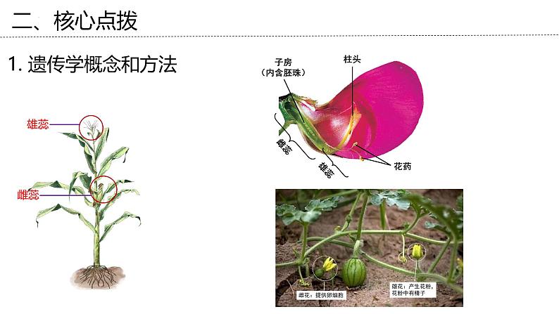 新高考生物二轮复习专题突破课件 05 孟德尔遗传规律（含答案）08
