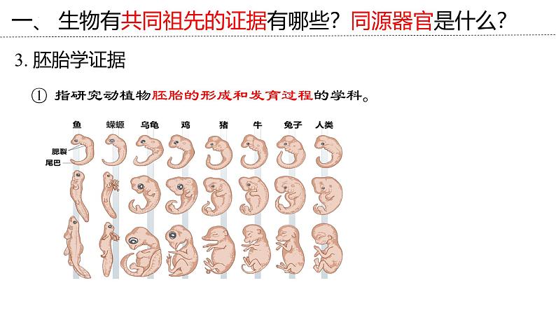 新高考生物二轮复习专题突破课件 09 生物进化（含答案）第8页