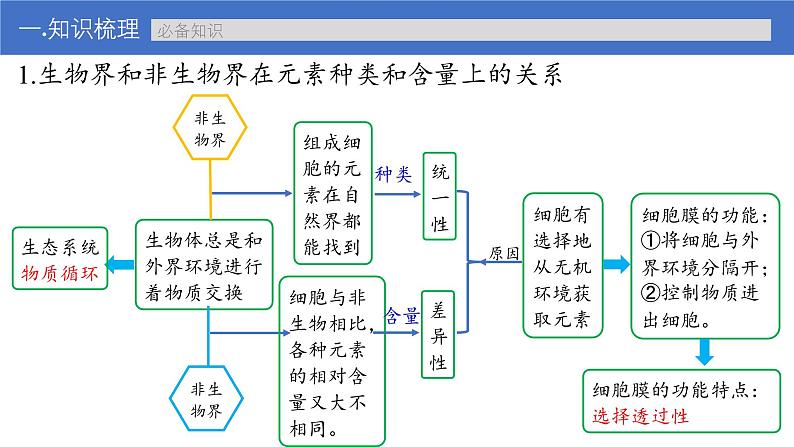 新高考生物一轮复习考点课件第02讲 细胞中的元素与化合物（含解析）第6页