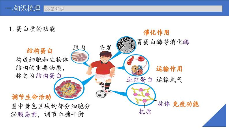 新高考生物一轮复习考点课件第03讲 蛋白质（含解析）第6页