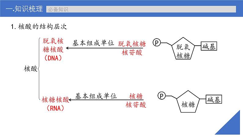 新高考生物一轮复习考点课件第04讲 核酸（含解析）第6页