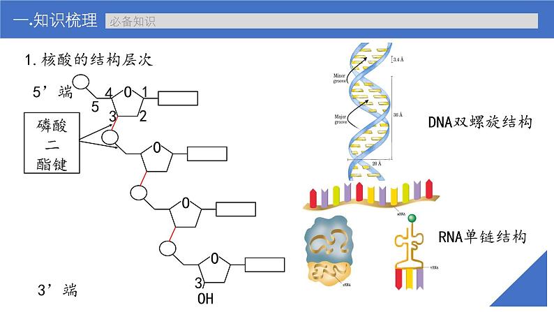 新高考生物一轮复习考点课件第04讲 核酸（含解析）第8页