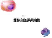 新高考生物一轮复习考点课件第06讲 细胞核的结构和功能（含解析）