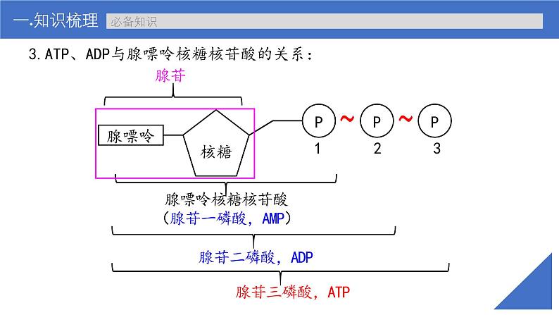 新高考生物一轮复习考点课件第10讲 ATP（含解析）08