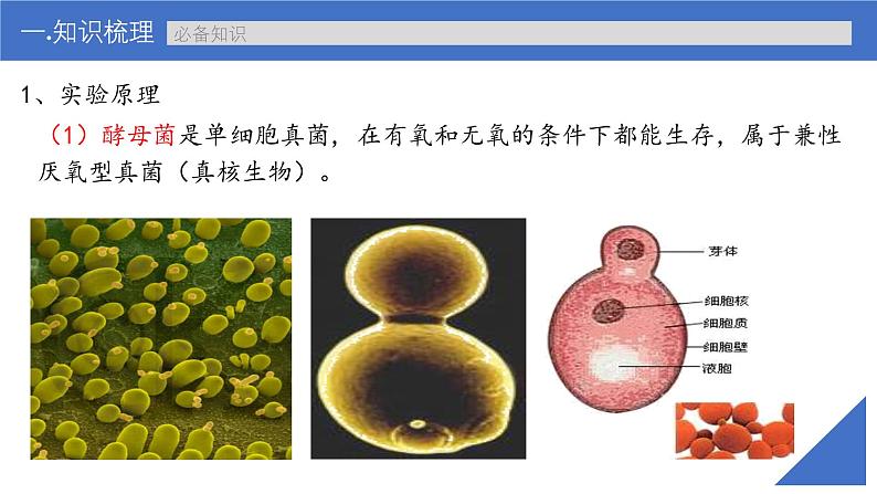 新高考生物一轮复习考点课件第11讲 细胞呼吸的方式和过程（含解析）第6页