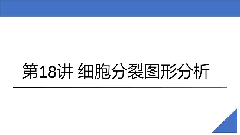 新高考生物一轮复习考点课件第18讲 细胞分裂图形分析（含解析）第2页