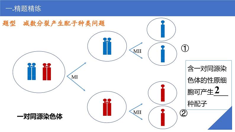 新高考生物一轮复习考点课件第18讲 细胞分裂图形分析（含解析）第6页