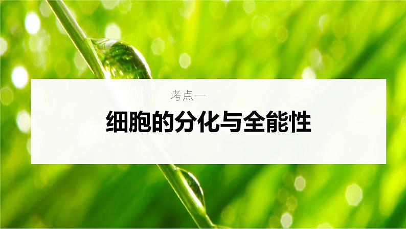 新高考生物一轮复习考点课件第19讲 细胞分化、衰老、凋亡和癌变（含解析）05