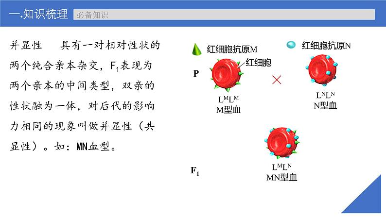 新高考生物一轮复习考点课件第22讲 特殊的生物学遗传现象（含解析）第8页