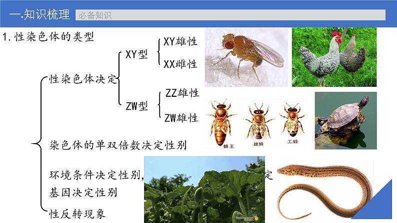 新高考生物一轮复习考点课件第24讲 伴性遗传的特点与应用及人类遗传病（含解析）第6页