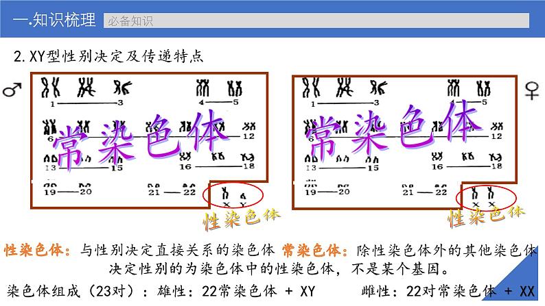 新高考生物一轮复习考点课件第24讲 伴性遗传的特点与应用及人类遗传病（含解析）第7页