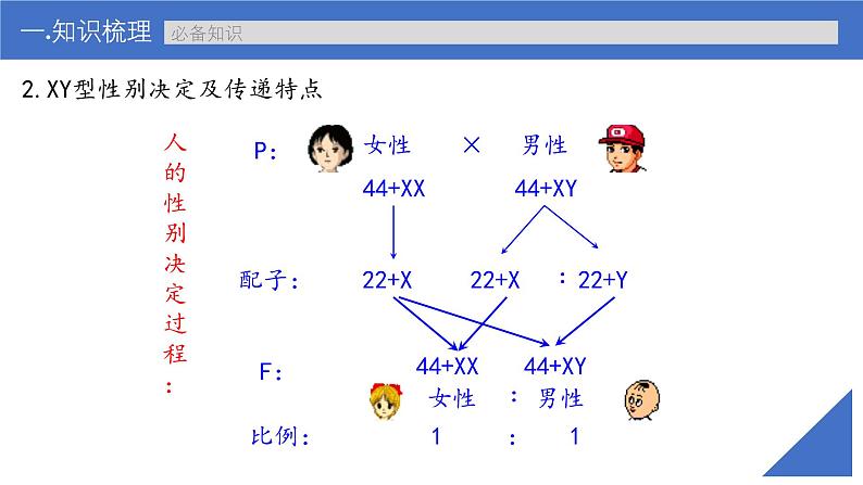 新高考生物一轮复习考点课件第24讲 伴性遗传的特点与应用及人类遗传病（含解析）第8页