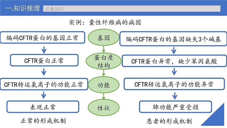 新高考生物一轮复习考点课件第29讲 基因表达与性状的关系(含表观遗传)第7页