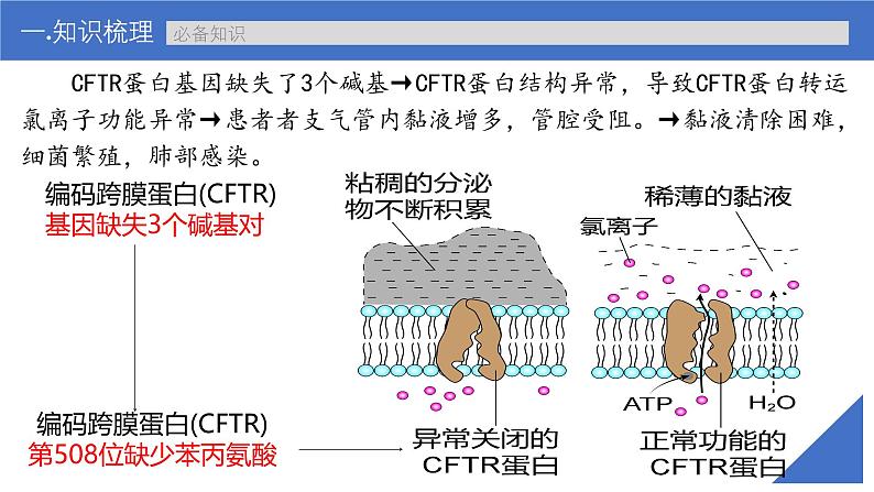 新高考生物一轮复习考点课件第29讲 基因表达与性状的关系(含表观遗传)第8页