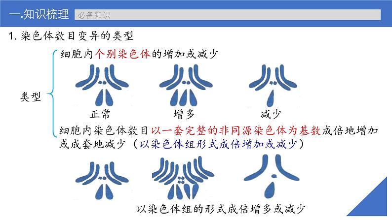 新高考生物一轮复习考点课件第31讲 染色体变异（含解析）第7页